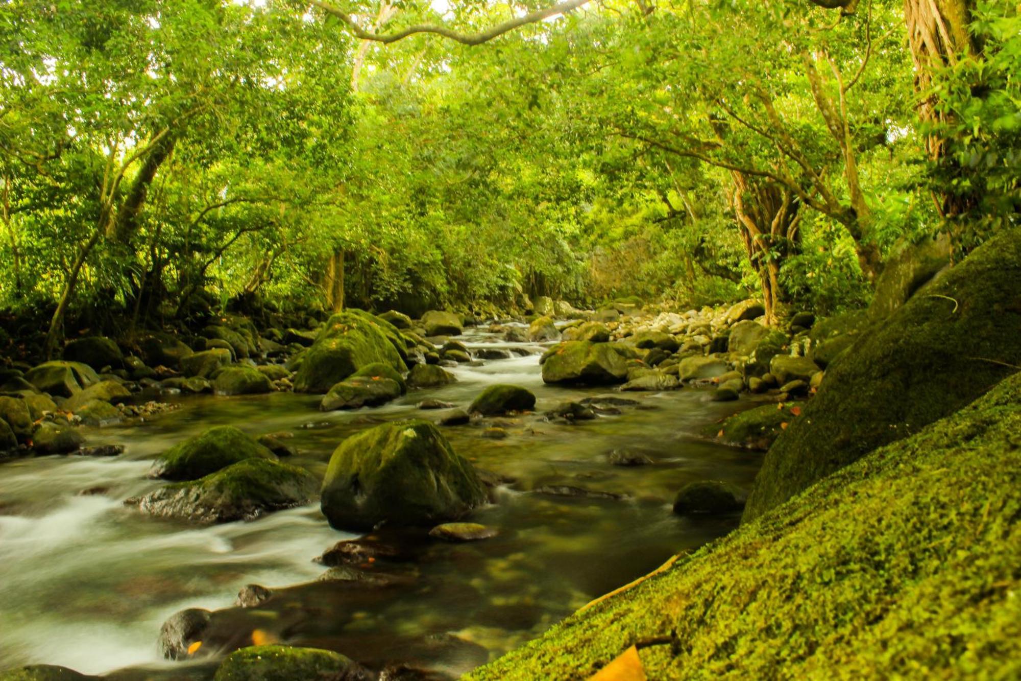 La Plaine Citrus Creek Plantation 빌라 객실 사진